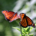 butterfly image